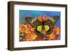 Female bird wing butterfly Troides cuneifera on Mums-Darrell Gulin-Framed Photographic Print