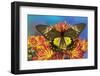 Female bird wing butterfly Troides cuneifera on Mums-Darrell Gulin-Framed Photographic Print