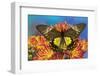 Female bird wing butterfly Troides cuneifera on Mums-Darrell Gulin-Framed Photographic Print