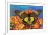 Female bird wing butterfly Troides cuneifera on Mums-Darrell Gulin-Framed Photographic Print