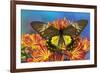 Female bird wing butterfly Troides cuneifera on Mums-Darrell Gulin-Framed Photographic Print