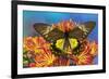 Female bird wing butterfly Troides cuneifera on Mums-Darrell Gulin-Framed Photographic Print