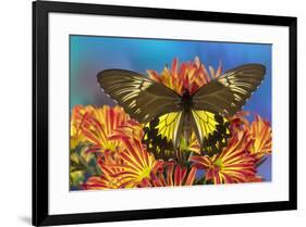 Female bird wing butterfly Troides cuneifera on Mums-Darrell Gulin-Framed Photographic Print