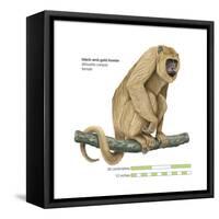 Female Black-And-Gold Howler (Alouatta Caraya), Monkey, Mammals-Encyclopaedia Britannica-Framed Stretched Canvas