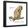 Female Black-And-Gold Howler (Alouatta Caraya), Monkey, Mammals-Encyclopaedia Britannica-Framed Poster