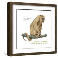 Female Black-And-Gold Howler (Alouatta Caraya), Monkey, Mammals-Encyclopaedia Britannica-Framed Art Print