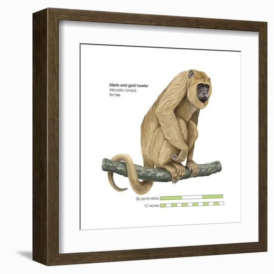 Female Black-And-Gold Howler (Alouatta Caraya), Monkey, Mammals-Encyclopaedia Britannica-Framed Art Print