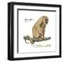 Female Black-And-Gold Howler (Alouatta Caraya), Monkey, Mammals-Encyclopaedia Britannica-Framed Art Print