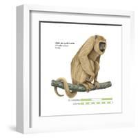 Female Black-And-Gold Howler (Alouatta Caraya), Monkey, Mammals-Encyclopaedia Britannica-Framed Art Print