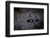 Female Black-footed cat in the desert, Karoo, South Africa-Paul Williams-Framed Photographic Print
