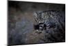 Female Black-footed cat in the desert, Karoo, South Africa-Paul Williams-Mounted Photographic Print