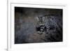 Female Black-footed cat in the desert, Karoo, South Africa-Paul Williams-Framed Photographic Print