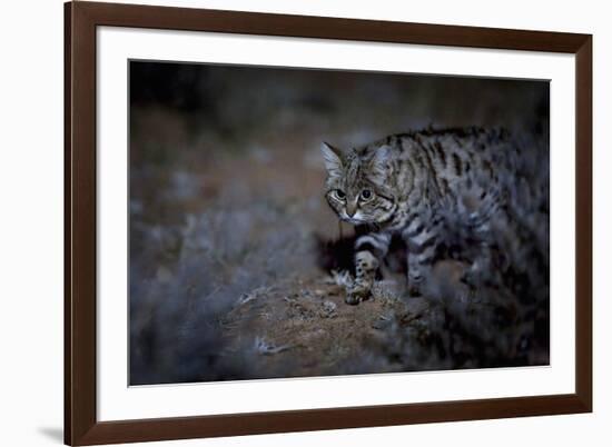 Female Black-footed cat in the desert, Karoo, South Africa-Paul Williams-Framed Photographic Print