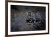 Female Black-footed cat in the desert, Karoo, South Africa-Paul Williams-Framed Photographic Print