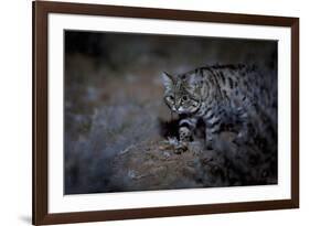 Female Black-footed cat in the desert, Karoo, South Africa-Paul Williams-Framed Photographic Print