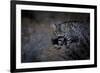 Female Black-footed cat in the desert, Karoo, South Africa-Paul Williams-Framed Photographic Print