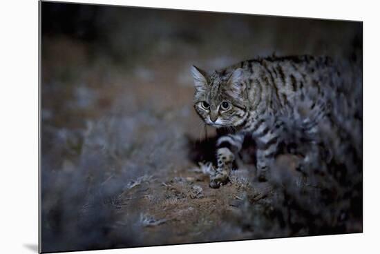 Female Black-footed cat in the desert, Karoo, South Africa-Paul Williams-Mounted Photographic Print