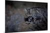 Female Black-footed cat in the desert, Karoo, South Africa-Paul Williams-Mounted Photographic Print