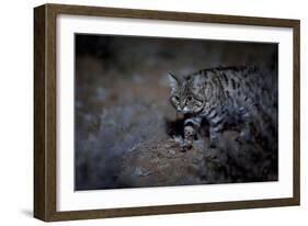 Female Black-footed cat in the desert, Karoo, South Africa-Paul Williams-Framed Photographic Print