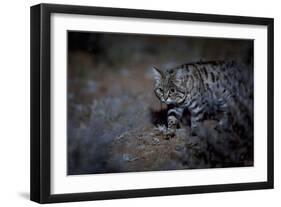 Female Black-footed cat in the desert, Karoo, South Africa-Paul Williams-Framed Photographic Print