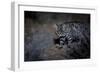 Female Black-footed cat in the desert, Karoo, South Africa-Paul Williams-Framed Photographic Print