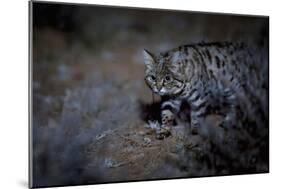 Female Black-footed cat in the desert, Karoo, South Africa-Paul Williams-Mounted Photographic Print