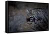 Female Black-footed cat in the desert, Karoo, South Africa-Paul Williams-Framed Stretched Canvas