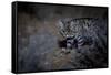 Female Black-footed cat in the desert, Karoo, South Africa-Paul Williams-Framed Stretched Canvas