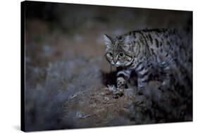 Female Black-footed cat in the desert, Karoo, South Africa-Paul Williams-Stretched Canvas