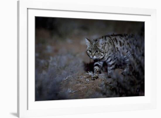 Female Black-footed cat in the desert, Karoo, South Africa-Paul Williams-Framed Photographic Print