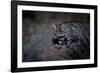 Female Black-footed cat in the desert, Karoo, South Africa-Paul Williams-Framed Photographic Print