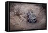 Female Black-footed cat with kitten, Karoo, South Africa-Paul Williams-Framed Stretched Canvas