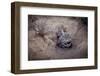 Female Black-footed cat with kitten, Karoo, South Africa-Paul Williams-Framed Photographic Print