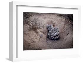 Female Black-footed cat with kitten, Karoo, South Africa-Paul Williams-Framed Photographic Print