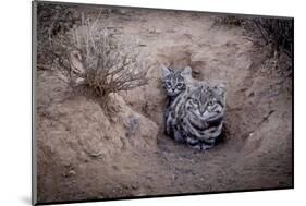 Female Black-footed cat with kitten, Karoo, South Africa-Paul Williams-Mounted Photographic Print