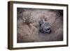 Female Black-footed cat with kitten, Karoo, South Africa-Paul Williams-Framed Photographic Print