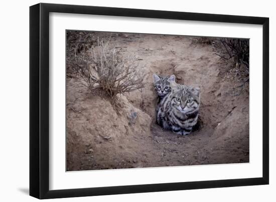 Female Black-footed cat with kitten, Karoo, South Africa-Paul Williams-Framed Photographic Print