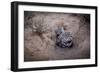 Female Black-footed cat with kitten, Karoo, South Africa-Paul Williams-Framed Photographic Print