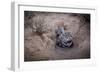 Female Black-footed cat with kitten, Karoo, South Africa-Paul Williams-Framed Photographic Print