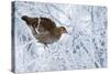 Female Black Grouse (Tetrao - Lyrurus Tetrix) Perched in Tree Covered in Snow-Markus Varesvuo-Stretched Canvas