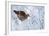 Female Black Grouse (Tetrao - Lyrurus Tetrix) Perched in Tree Covered in Snow-Markus Varesvuo-Framed Photographic Print