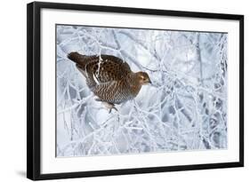 Female Black Grouse (Tetrao - Lyrurus Tetrix) Perched in Tree Covered in Snow-Markus Varesvuo-Framed Photographic Print