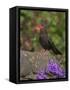 Female Blackbird (Turdus Merula), on Garden Wall in Early Summer, United Kingdom-Steve & Ann Toon-Framed Stretched Canvas