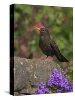 Female Blackbird (Turdus Merula), on Garden Wall in Early Summer, United Kingdom-Steve & Ann Toon-Stretched Canvas