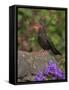 Female Blackbird (Turdus Merula), on Garden Wall in Early Summer, United Kingdom-Steve & Ann Toon-Framed Stretched Canvas