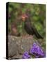 Female Blackbird (Turdus Merula), on Garden Wall in Early Summer, United Kingdom-Steve & Ann Toon-Stretched Canvas