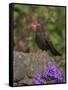 Female Blackbird (Turdus Merula), on Garden Wall in Early Summer, United Kingdom-Steve & Ann Toon-Framed Stretched Canvas