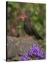 Female Blackbird (Turdus Merula), on Garden Wall in Early Summer, United Kingdom-Steve & Ann Toon-Stretched Canvas