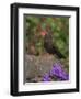 Female Blackbird (Turdus Merula), on Garden Wall in Early Summer, United Kingdom-Steve & Ann Toon-Framed Photographic Print