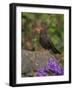 Female Blackbird (Turdus Merula), on Garden Wall in Early Summer, United Kingdom-Steve & Ann Toon-Framed Photographic Print